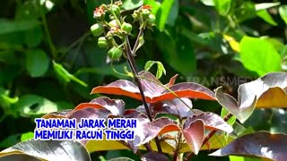 Mencari Tanaman Jarak Merah | ENAH BIKIN ENAK (25/08/22) Part 1