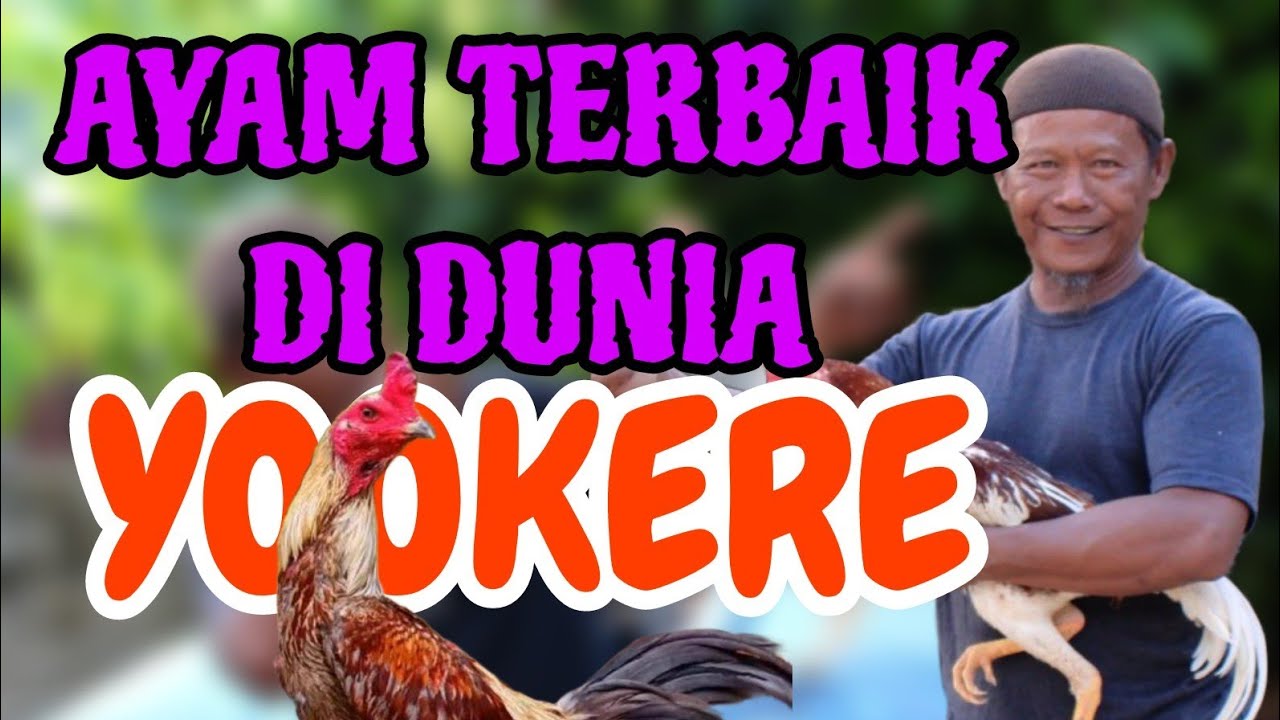 trah yookereh 15 MILLYAR yang terbaik saat ini | AKU SANGAT MENYAYANGIMU SALAM DARI SUMATERA BARAT