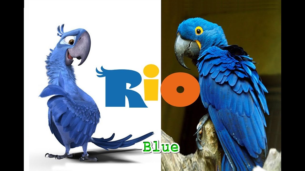 Rio In Real Life All Characters 18 Rio 1 2 Omg Kids Youtube