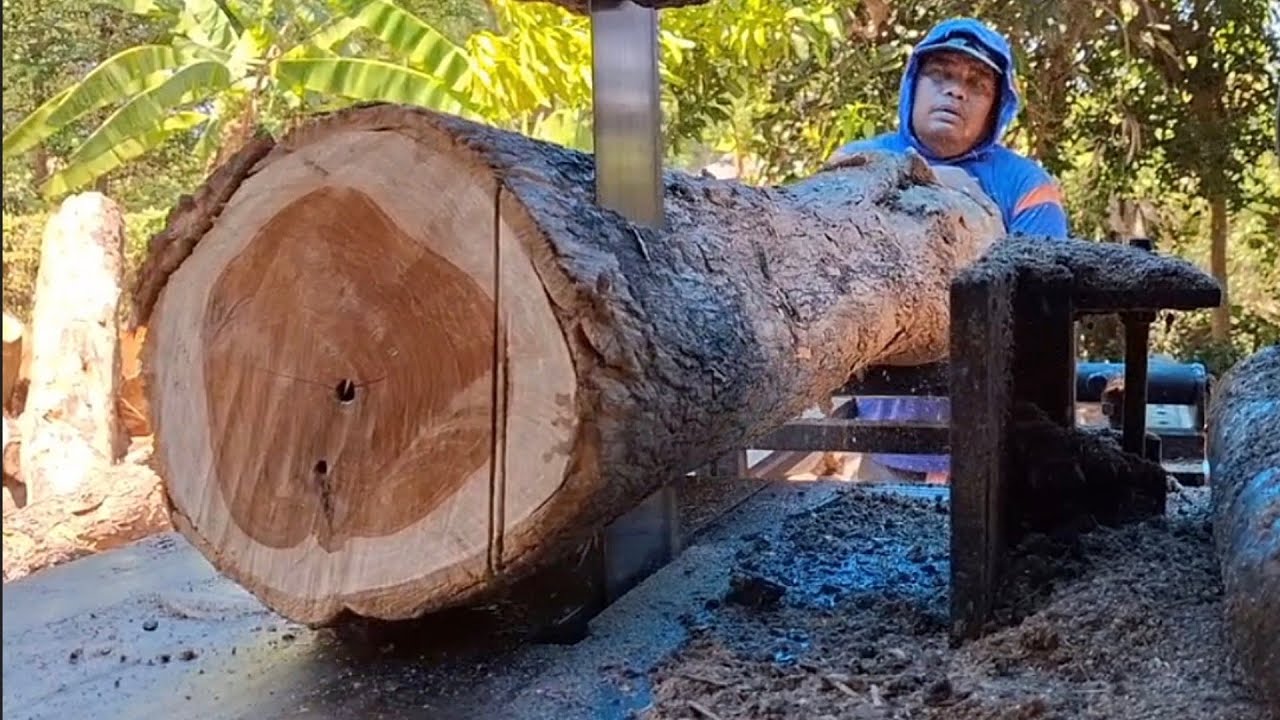 Proses penggergajian kayu jati untuk bahan bangun rumah  !!