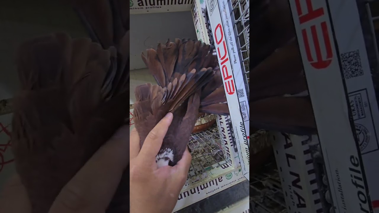 طبكت الاسمر والبدرنك شوفو التبزير والترهيم الصح