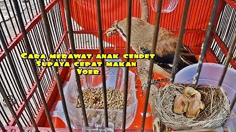 Cara merawat anak cendet dari usia 1 hari sampai ke mandiri😱‼️