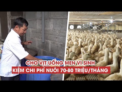 Video Cho 10.000 con vịt uống men vi sinh mỗi ngày, tiết... - youtube