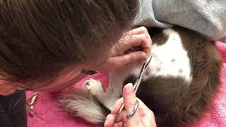 Skill sheet 14 Penn Foster externship Suture removal