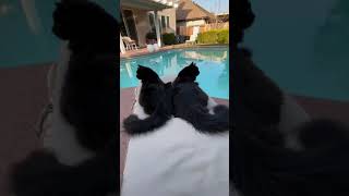 What are you tailing me! by Twin Chantilly Tiffanys Benny & Bandit 40 views 3 years ago 1 minute, 11 seconds