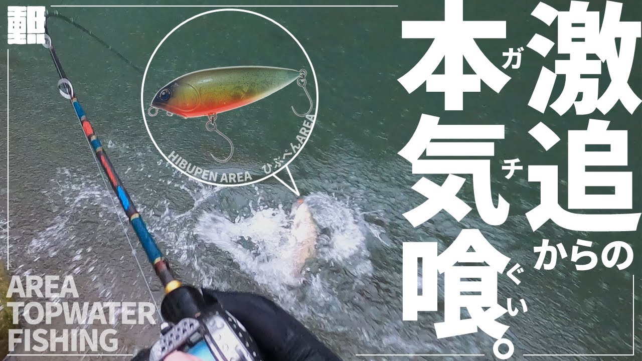 管理釣り場でひぶぺんトップウォーターを投げ倒した結果…【エリアトラウト】│ topwater fishing
