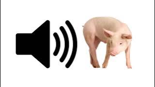 Pig - Sound Effect | ProSounds