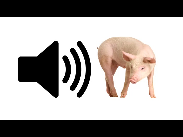 Pig - Sound Effect | ProSounds class=