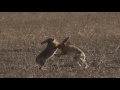 Two European hares (Lepus europaeus) boxing in a field, Germany, March.