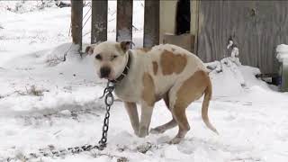 Aspca silent night 2019