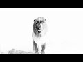 Meteor airlines  barbary lion official music
