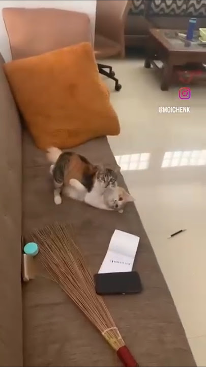 Aksi kucing 🔞 dan lucu😸👍 #kucinglucu #kucingimut #kucingpintar #kucingoren #fyp