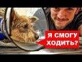 СОБАКА ПОТЕРЯЛА ЛАПУ (Но не потеряла любовь к жизни и людям) Ветеринарное ранчо на русском