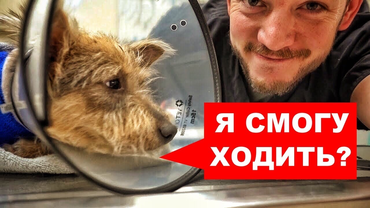 СОБАКА ПОТЕРЯЛА ЛАПУ (Но не потеряла любовь к жизни и людям ...