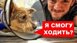 СОБАКА ПОТЕРЯЛА ЛАПУ (Но не потеряла любовь к жизни и людям) Ветеринарное ранчо на русском