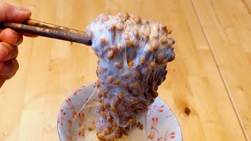 Homemade Natto by Natto Dad Revamped 2020