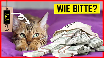 Wie teuer ist die teuerste Katze der Welt?
