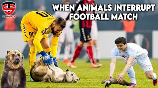 When Animal Enter In The Football Ground