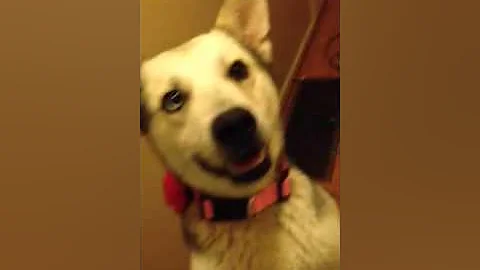 Walk like a person husky