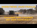 Runde 33 - Chaser Bin fahren bei der Harvest! - Australien | Weltreise Vlog