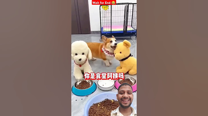 Angry Sigma Dog 🤣🤣 Aayush #momson #memes #funny #comedy