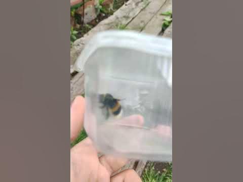 шмель - YouTube