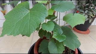 How to Plant a Grape Vines in Pots Cuttings