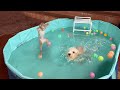 Monkey yuyu and puppy nun excitedly bathe in the swimming pool together