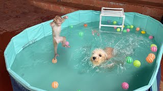 Monkey YuYu and puppy Nun excitedly bathe in the swimming pool together!