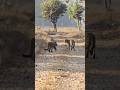 || 2 BHAI 2 9 TABHAI || #enjoyment #jungle #leo #wildlife #animals #travel