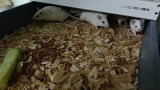 Rat and ASF breeding update 🐀