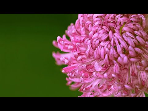 گلهای جاویدان 118 تهرانی بدیعی عبادی سه گاه 