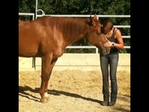 Equus Training & Communication by Sandra Pürrer