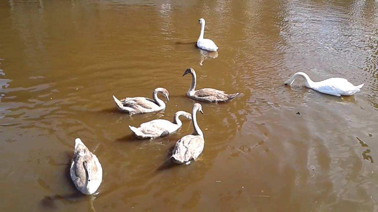 Skipton canal marina with geese YouTube