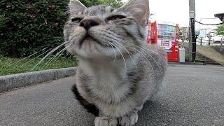 靴のヒモにカジリつく子猫