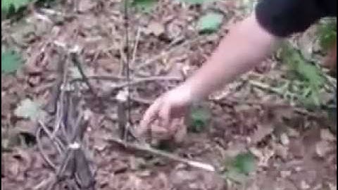 The A trigger figure snare