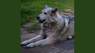 Rain Rhythms for Resting Retrievers