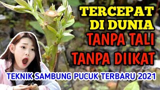 NONTON INI !! ANDA LANGSUNG MAHIR SAMBUNG PUCUK, CARA BARU TANPA DIIKAT, TERMUDAH-TERCEPAT-TERBUKTI