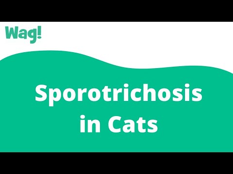Sporotrichosis in Cats | Wag!