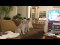 Mini Schnauzers howl it out! By Rob Scott