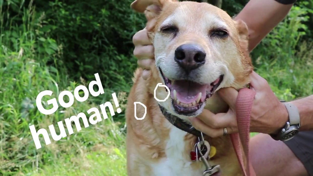 Are Dogs Allowed In Wilderness Areas