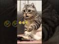 Funny kitten and cat fight 🤣 #cute #cat #kitten #memes #funny #trending #trendingshorts #shorts