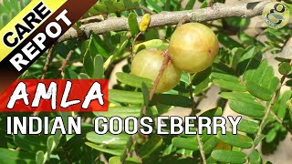 Amla How To Grow And Care Amla Tree Or Indian Gooseberry Plant Garden Tips In English Youtube