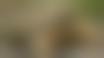 cleaning snapping turtle cooking snapping turtle part #1 of 3