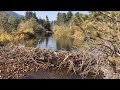 A Look at a Beaver Wetland Being Built