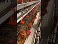 Inside a massive, high-tech egg farm operation! 🥚✨