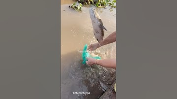 Cá lóc vui khi được trả về sông #thưgiãn #animals #dongvat #shortvideo #fishing #short #shorts