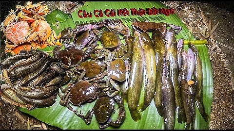 #2 Thả Lưới Và Câu Cá Suối Giật Mỏi Tay| Thợ Rừng Núi