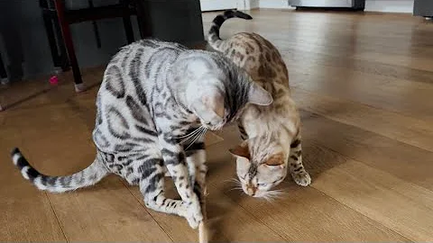 Video 4054341: home bengal cats, cats meowing purring, kitty toy, kitty playing, cat facts