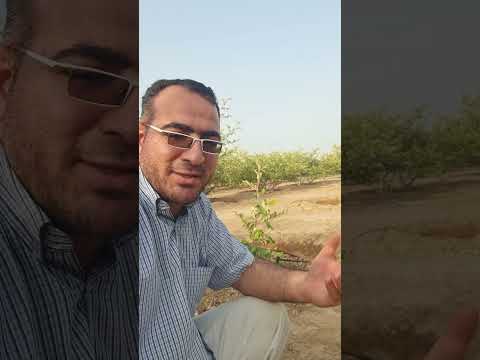 متى تثمر أشجار السدر او اى فاكهة أخرى